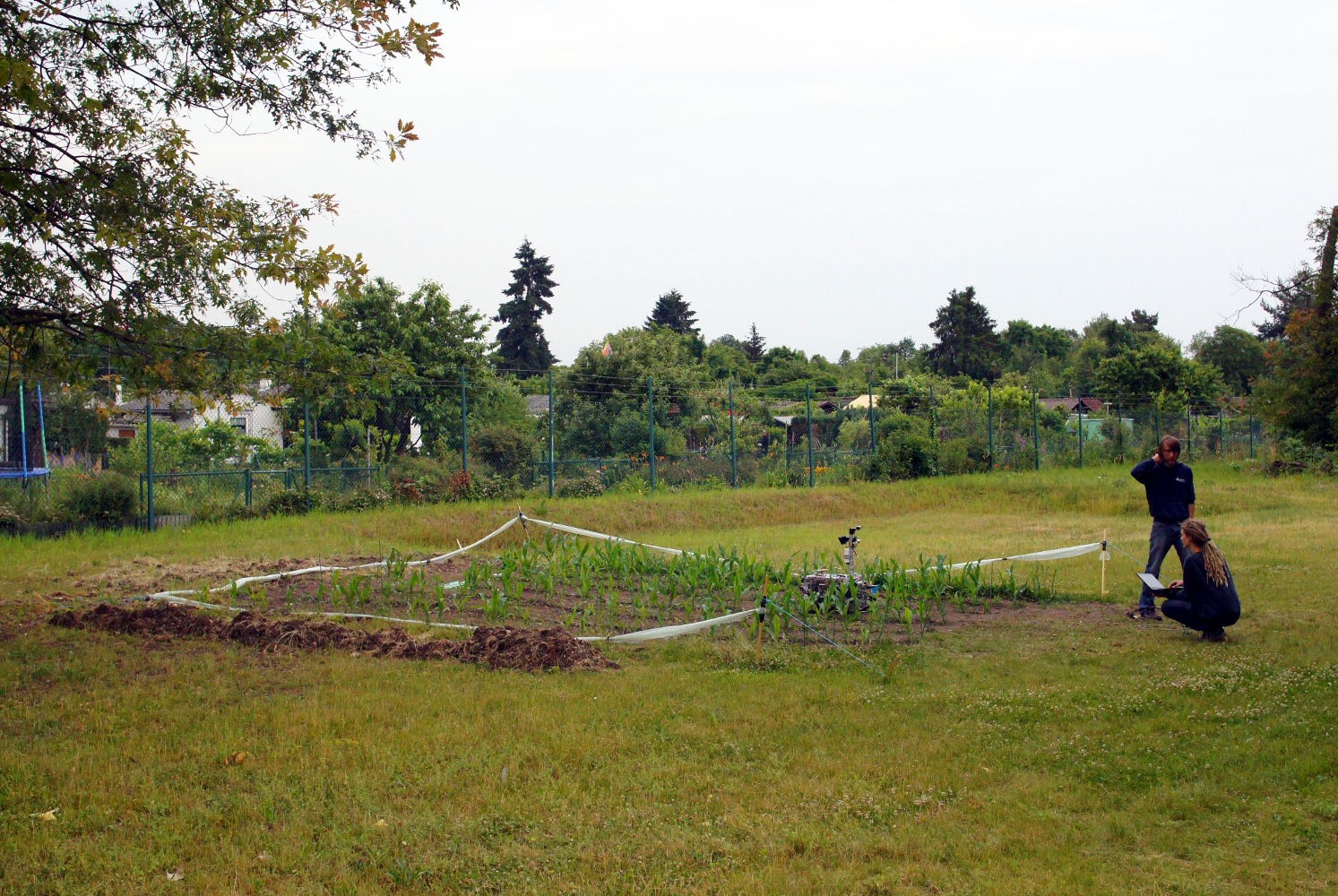 kleines selbst gepflanztes Maisfeld zum testen