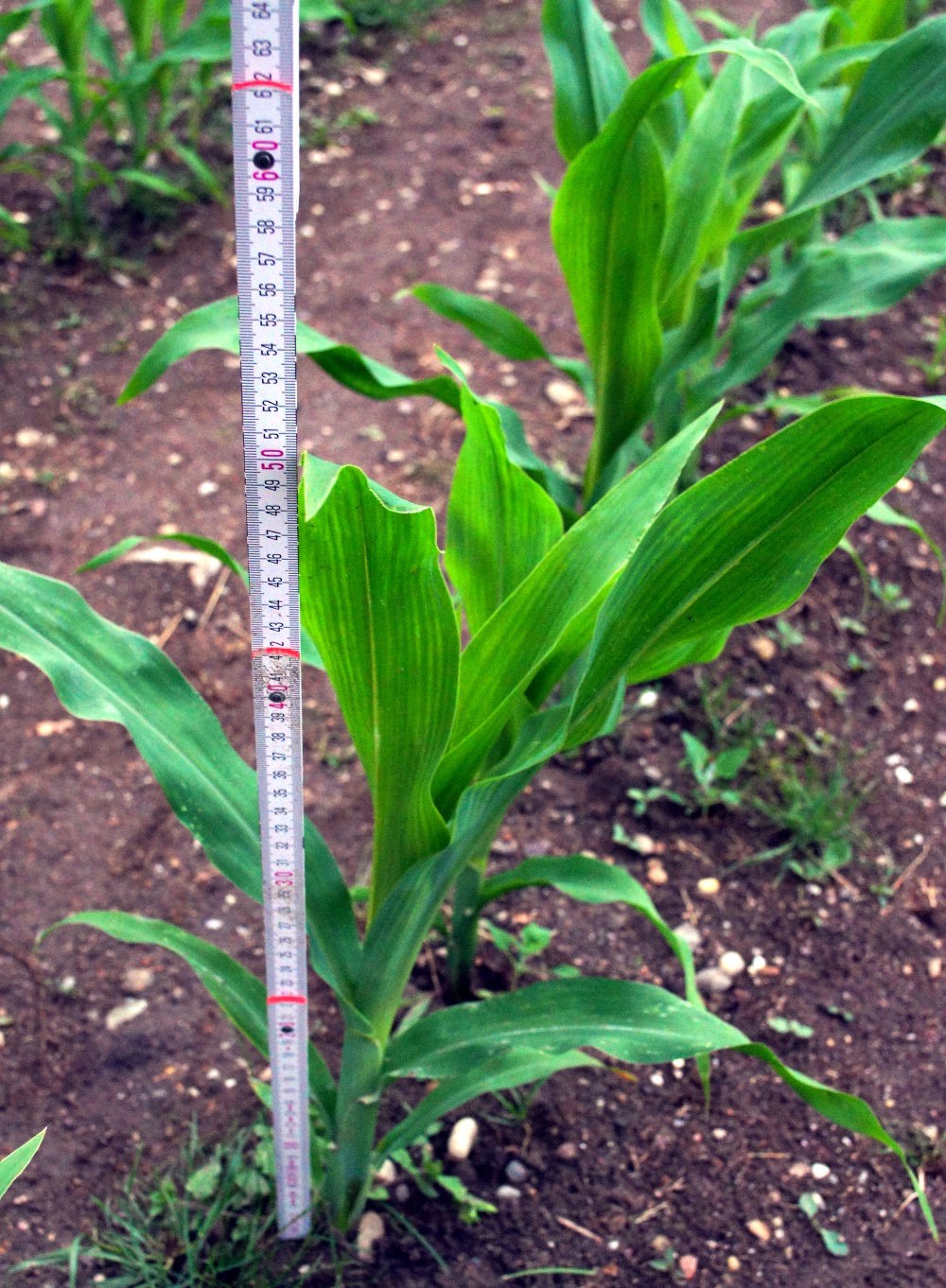 Bild einer Maispflanze vom Testfeld mit einem Meterstab daneben. Die Pflanze ist etwa 50 cm groß.