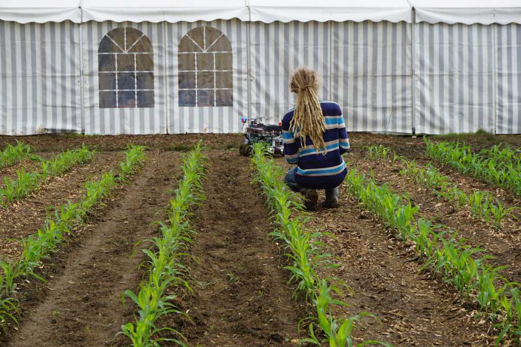 Beteigeuze am wenden am Ende einer Maisreihe. Man sieht in richtung der Maisreihen auf Teilnehmerzelt und ein Kamaro hockt mit Laptop in der Maisreihe und beobachtet den Roboter