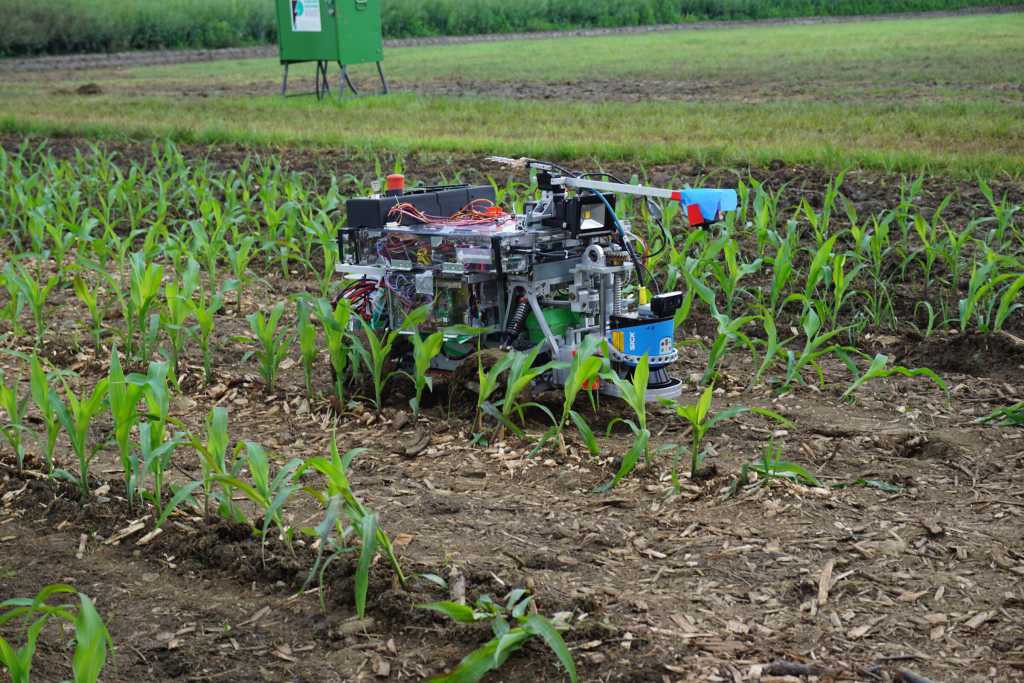 Beteigeuze fährt durch eine Maisreihe. Eine Kamera ist an einem Ausleger vorne montiert mit der der Boden zwischen den Maisreihen vor dem Roboter in der Vogelperspektive erfasst wird