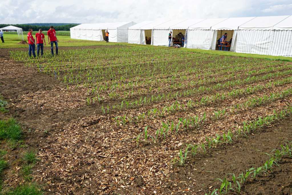 das Test-Maisfeld mit viel Rindenmulch zwischen den Maisreihen, da die Erde zu schlammig ist