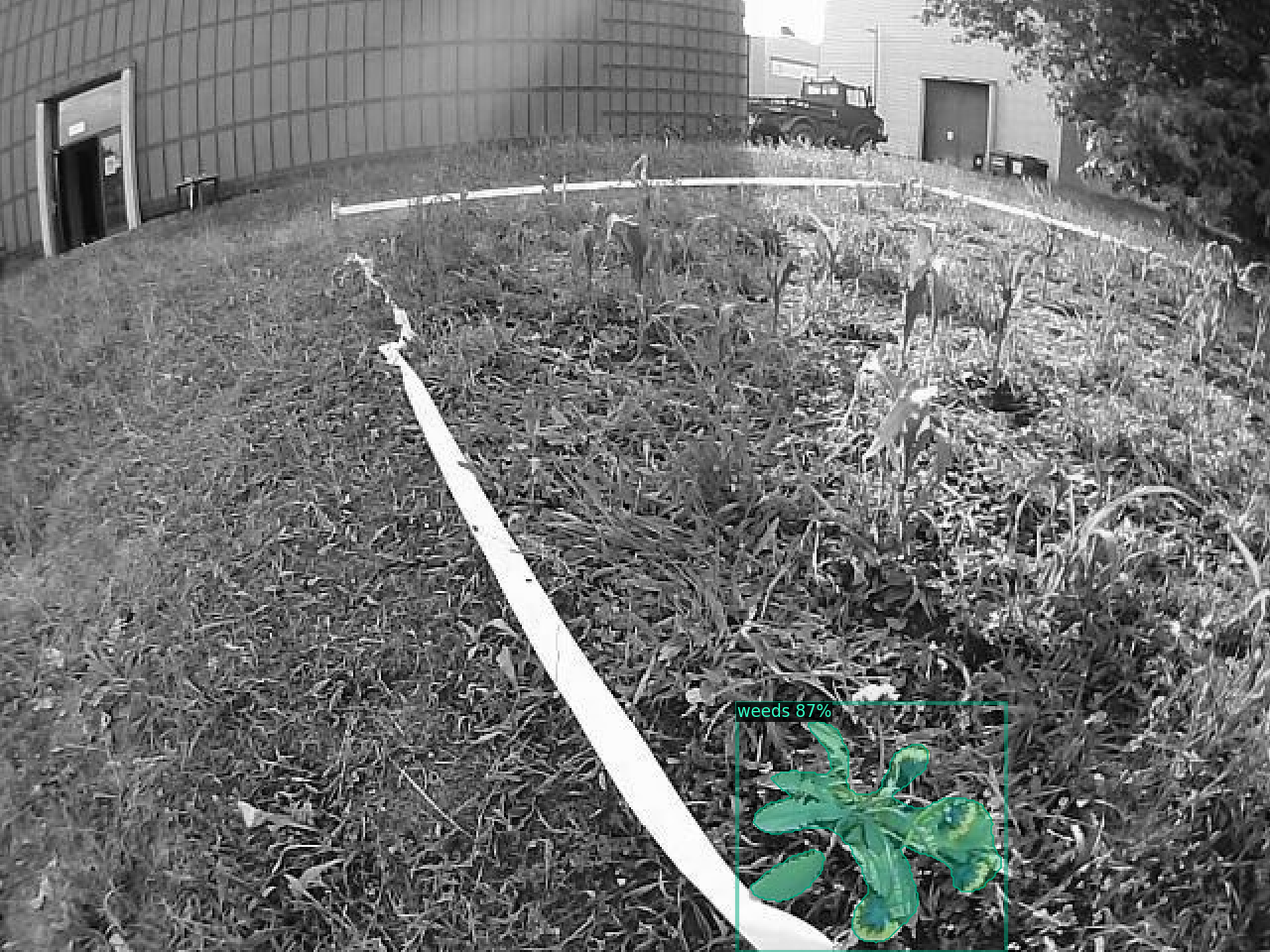 an grayscale image of the ground with the exception of a dandelion leave in color. There is also a bounding box surrounding the leave with the title: weeds 87%.