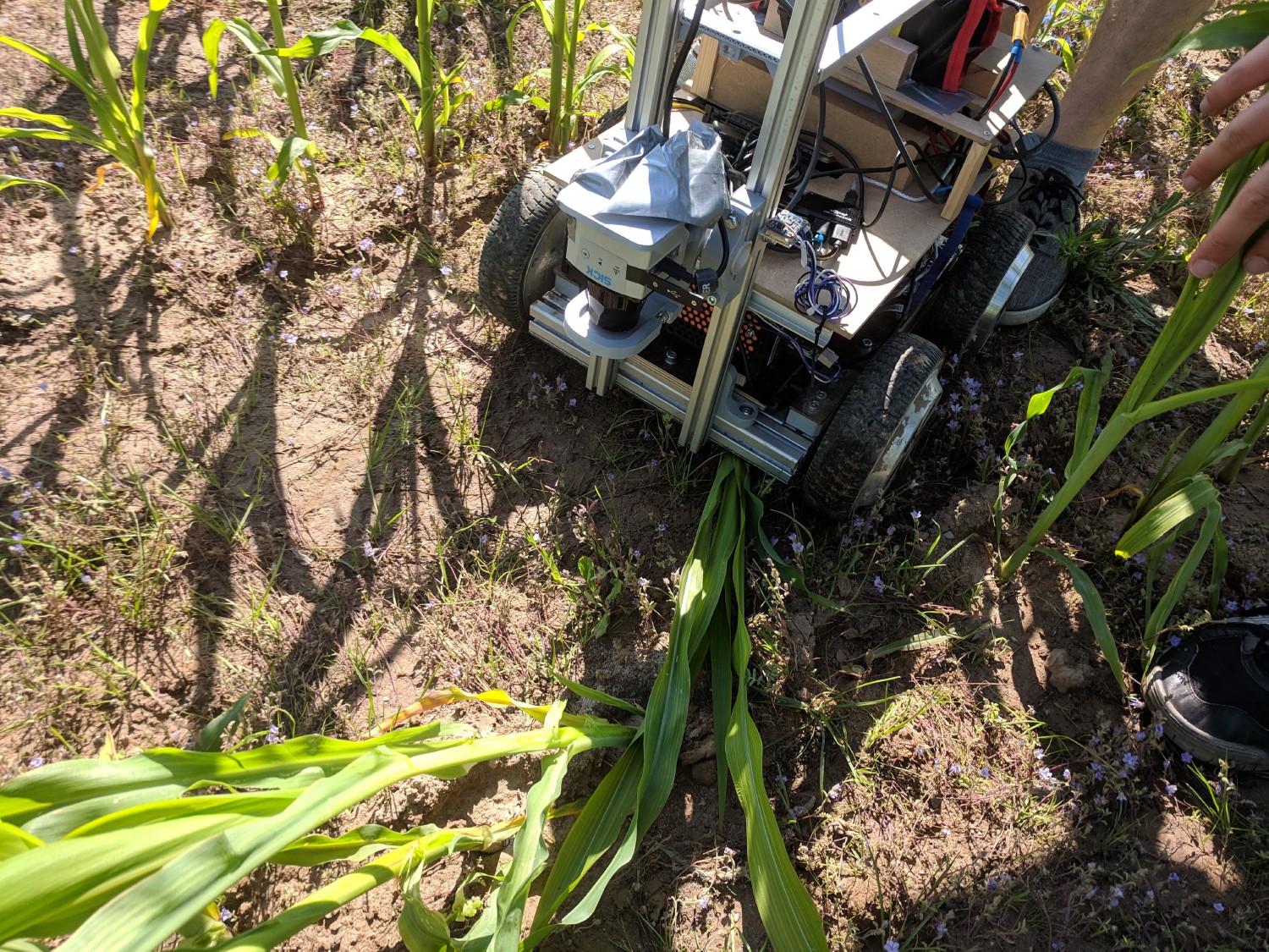 Dschubba zwischen den Maisreihen auf dem FRE 2019